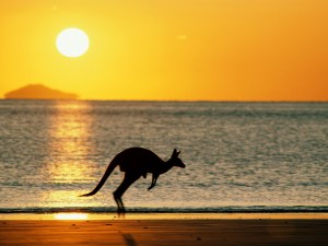australia vacation spots kangaroo