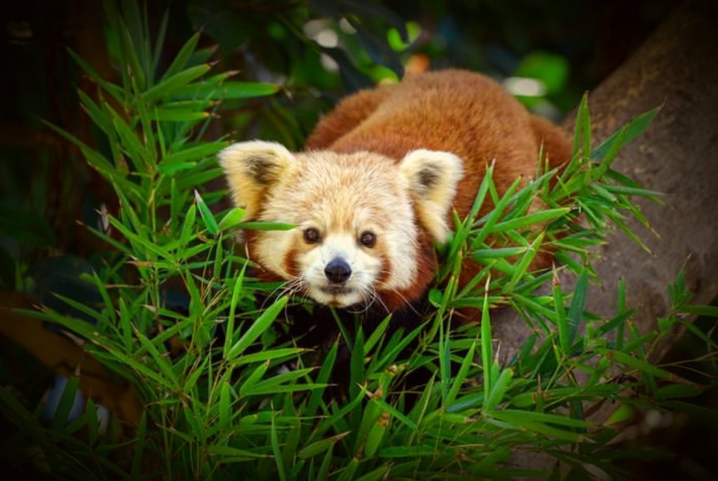 Red Panda Cost