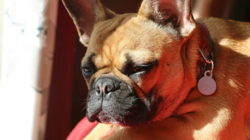 How Much Does a French Bulldog Cost?