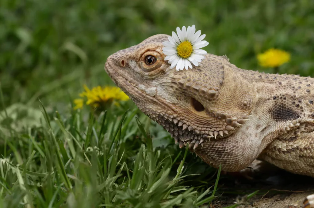Bearded dragon cost