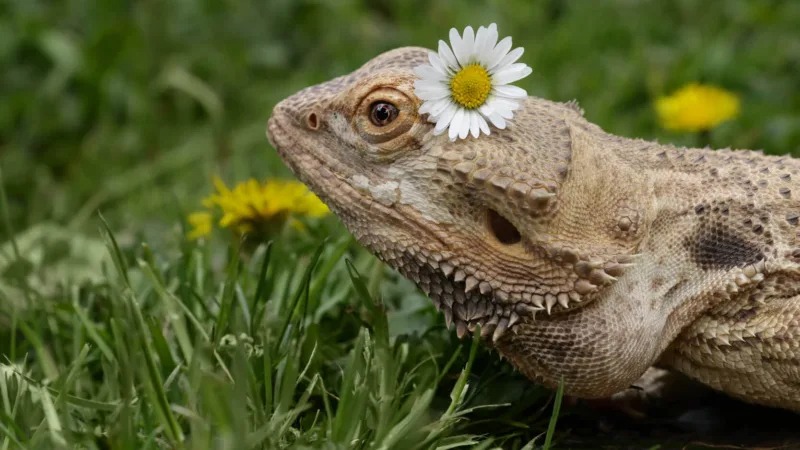 How Much Does a Bearded Dragon Cost?
